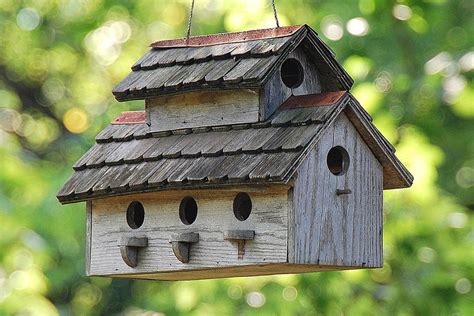 Tips for building bird houses, including what birds need to be