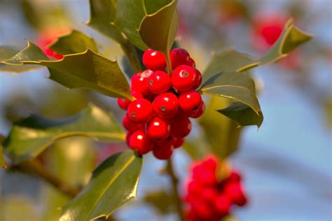 christmas holly ilex  photo  pixabay pixabay