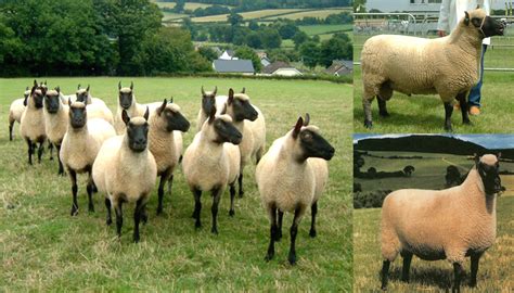 Top 20 Best Native British Sheep Breeds