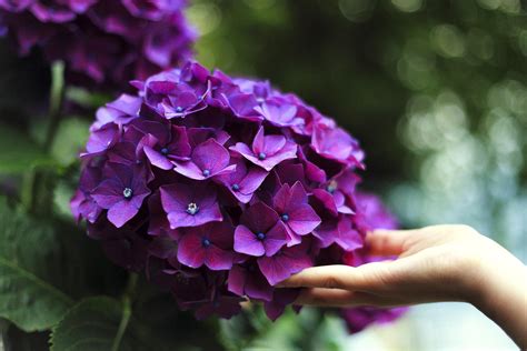 Comment Planter Un Hortensia