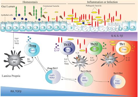 Development Of Th Cell And Its Related Intermediary Cells During