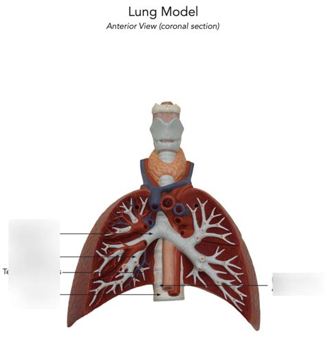 Lung Diagram Quizlet