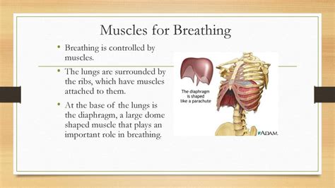 The Respiratory System Ppt Download