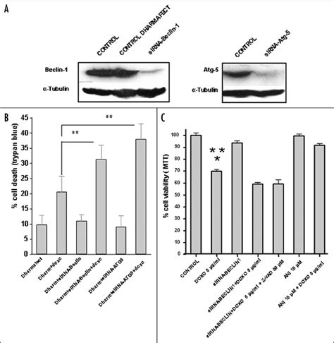 A C Knockdown Of Atg And Beclin Or Chemical Inhibition Of Autophagy