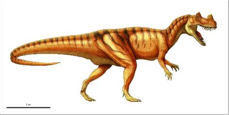 Médias de CERATOSAURUS Encyclopædia Universalis