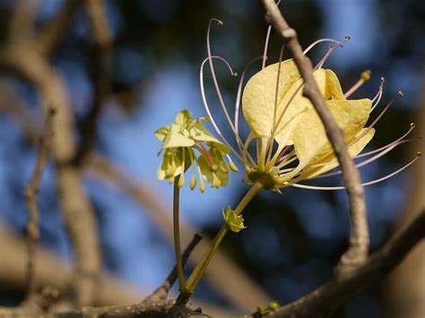 PlantFiles Pictures: Crateva Species, Garlic Pear Tree, Obtuse Leaf ...