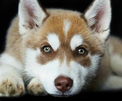 Droll Siberian Husky Green Eyes - l2sanpiero