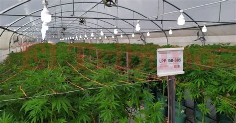 Video Inauguraron El Primer Laboratorio De Cannabis Medicinal Del País En Jujuy