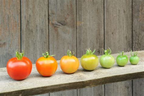 Tomaten Werden Nicht Rot Was Tun Plantura