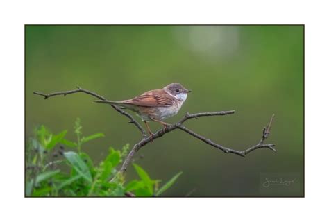 Feelgoodphotooftheday Song Of Spring Taking One Day At A Time