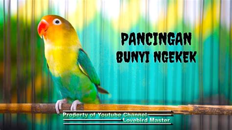 Suara Ngetiknya Bikin Lovebird Manapun Cepat Terpancing Ngekek Dan