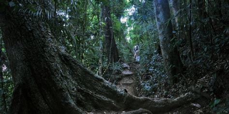 La Floresta Da Tijuca Uma Floresta Linda E Incr Vel No Rio De Janeiro