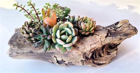 Ideas To Arrange Your Succulent With Driftwood Godiygo