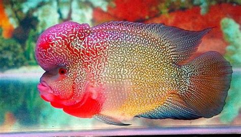 Peces De Agua Dulce. 12 Especies Coloridas Para Tener En Tu Acuario