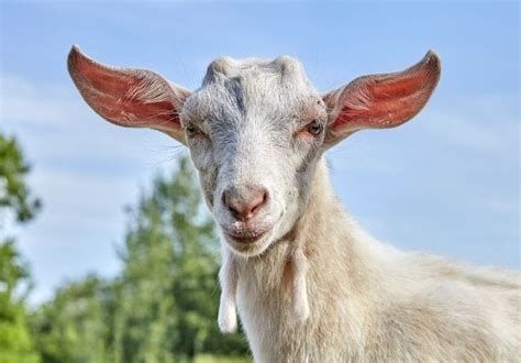 150+ Best White Goat Names: Unique Naming Ideas for Your New Goat