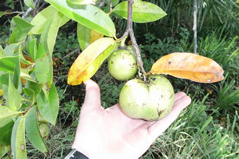 Pond Apple — Reef Catchments