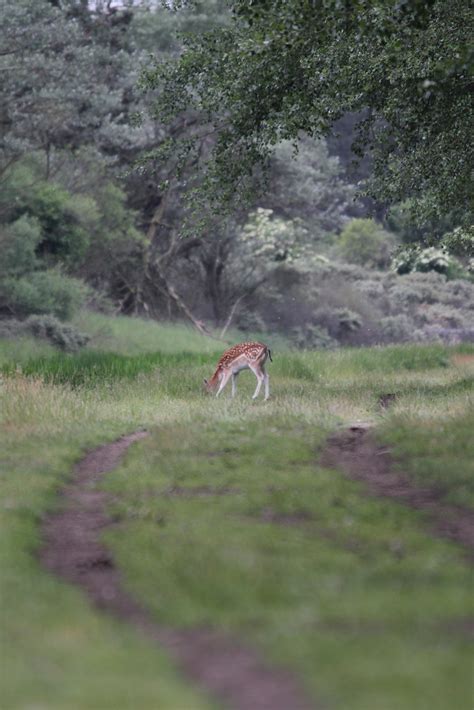 Amsterdamse Waterleidingduinen 30 06 13 Damhert Fallow Flickr