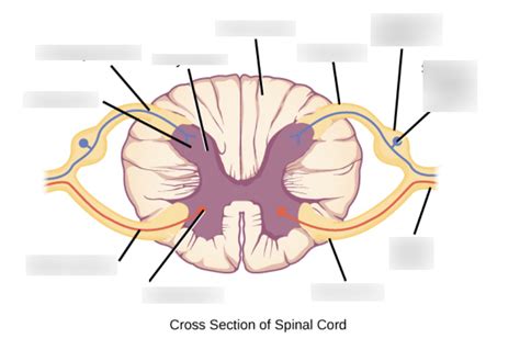 Cross Section Of Spinal Cord Lab Exam 2 Diagram Quizlet