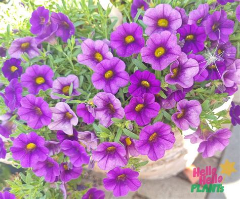 Calibrachoa 'Purple' 6" Pot - Hello Hello Plants