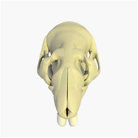 Rat Skull 3d Model 10 3ds C4d Dae Fbx Free3d