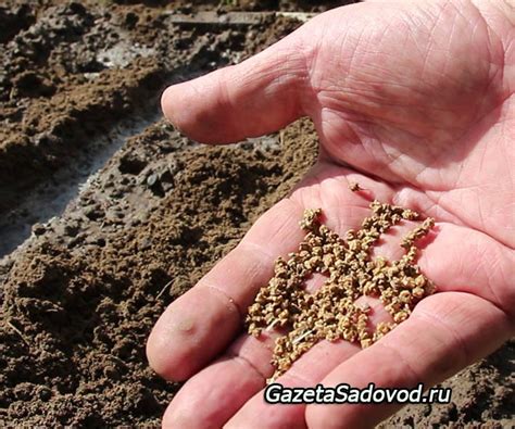 Высеянное семя начинает набухать и прорастать, на этом кончается его ...
