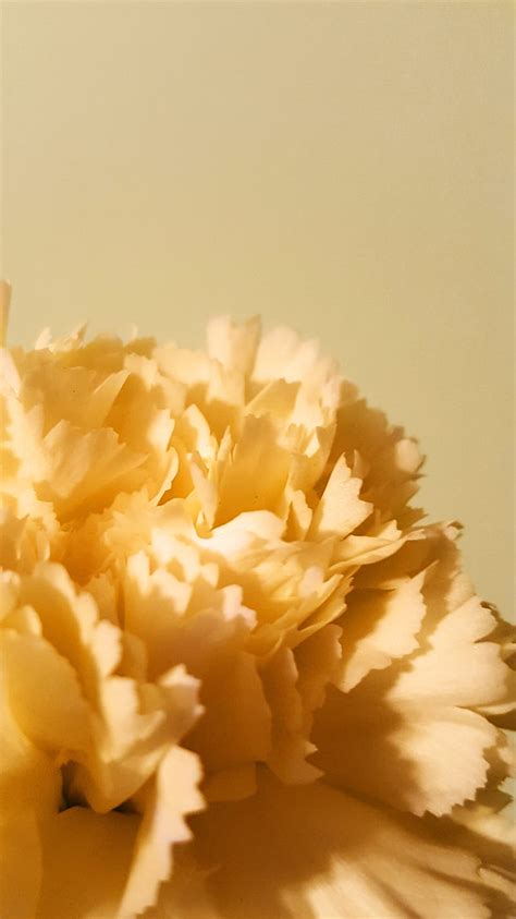 Yellow Carnation Flower Wallpaper