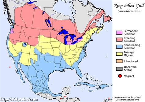 Ring Billed Gull Species Range Map