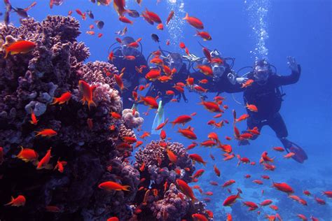 Snorkeling Day Trip To Giftun Island Seba Tours Egypt