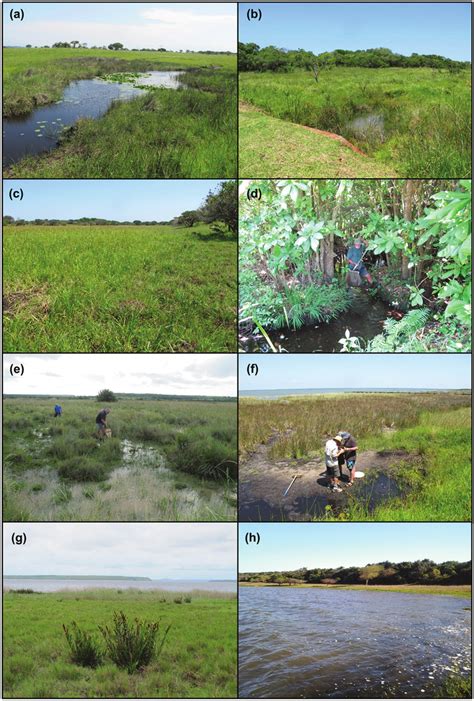 Examples of the wetland habitat types encountered in the St Lucia ...