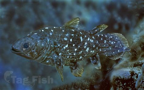 Coelacanthiformes – Tag my Fish