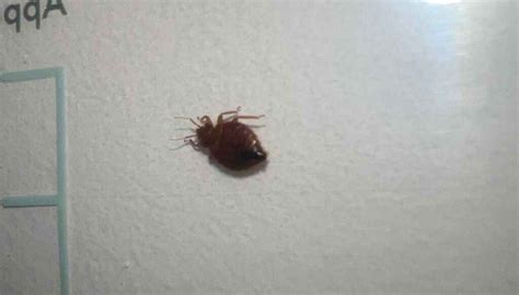 21 Tiny Bugs On Walls And Ceiling That You Must Get Rid Of