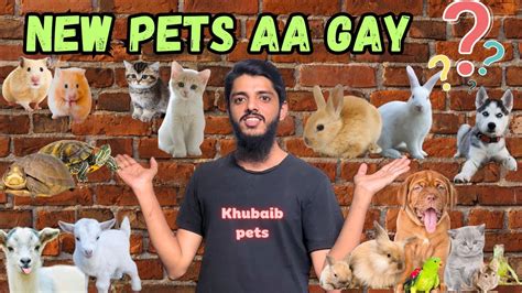 New Pets Aa Gay Khubaib Pets YouTube