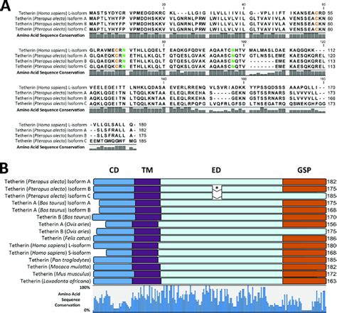 Multiple Sequence Alignment MSA And Protein Domains Of Mammalian