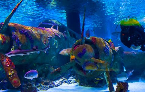 ANTALYA AQUARIUM TOUR PLUS PACKAGE PRIVATE VIP TRANSFER Vibrante