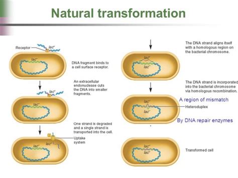 Micro Bacterial Genetics Flashcards Quizlet