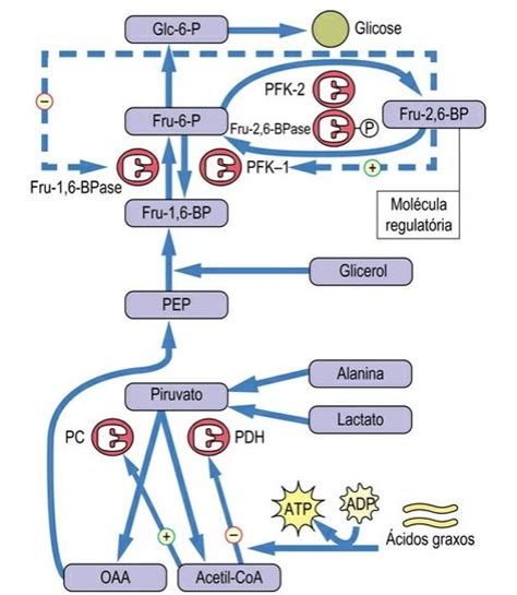Resumo De Gliconeogênese Conceito Formação E Mais