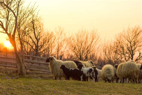 Australian Sheep Breeds – Which Is Best for Your Farm? – Regional ...