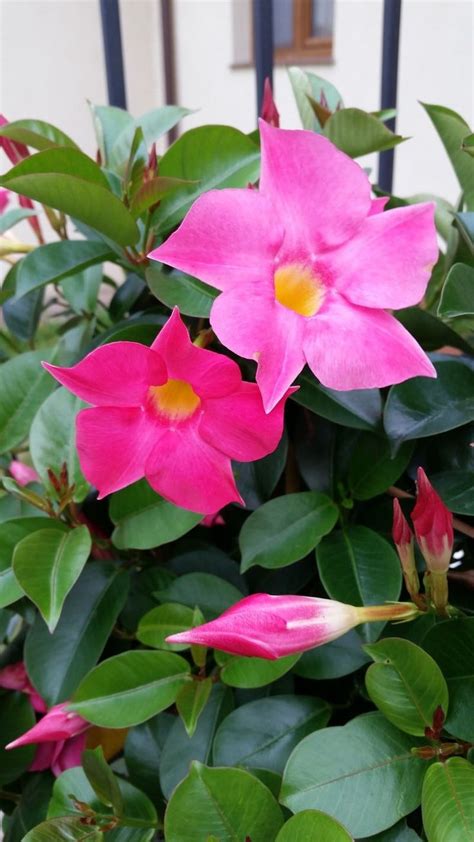 How To Grow And Care For Mandevilla Vines Rocktrumpet Mandevilla