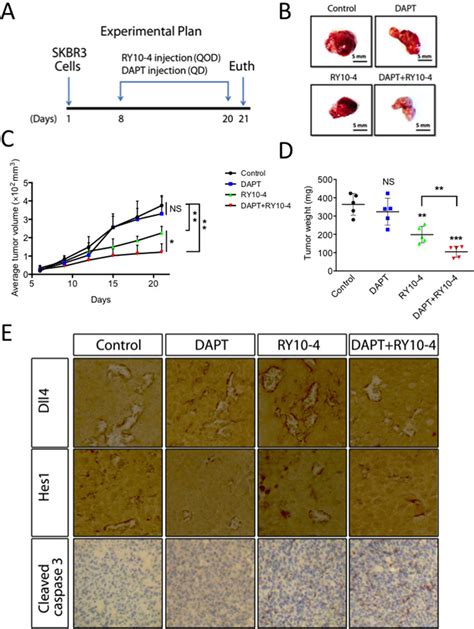 Dapt And Ry Inhibit The Growth Of Skbr Xenografts Balb C Nude