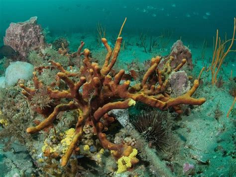 A Plethora Of Sponges At Gray S Reef National Marine Sanctuary Off