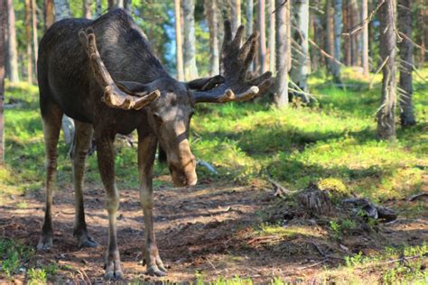 National & Provincial Animals of Sweden (Complete Guide)