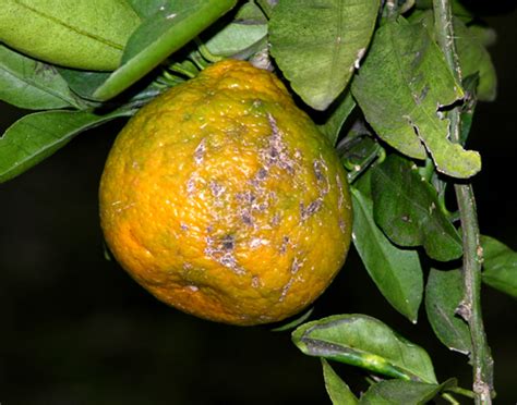 Citrus Diseases