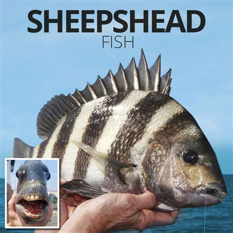 Sheepshead Fish~~ The Fish with Human Teeth - Fishing Nice