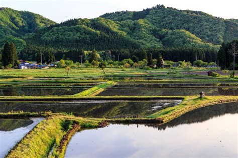 水を張った田んぼの写真素材 ぱくたそ