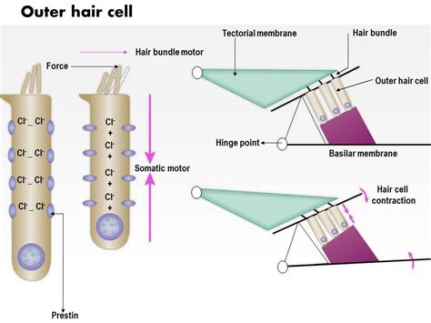 0614 Outer Hair Cell Medical Images For Powerpoint | PPT Images Gallery ...