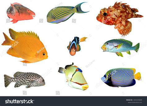 Pacific Ocean Fish