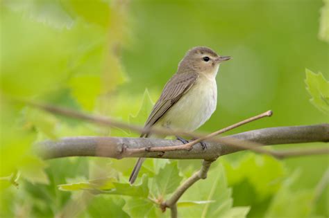 Warbling Vireo – Feathered Focus