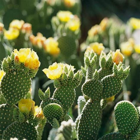 Great Native Plants For Southwestern Gardens Kakteen Und