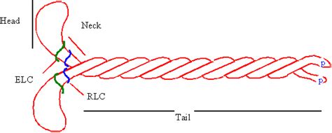 Myosin IIs