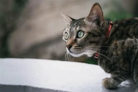 Unlocking The Mystery: Why Do Cats Pounce? | CatBuzz